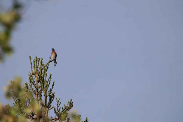 Songbird Perched on Evergreen Branch Against Clear Sky