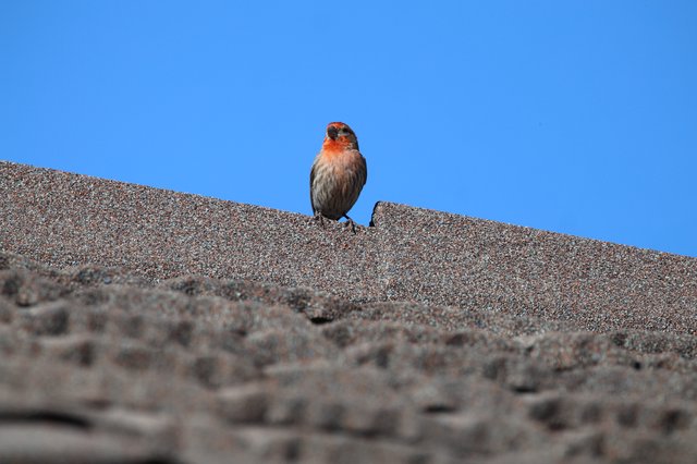House Finch Perched on Textured Roof Ridge