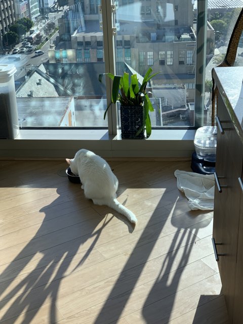 Feline and Sunlight