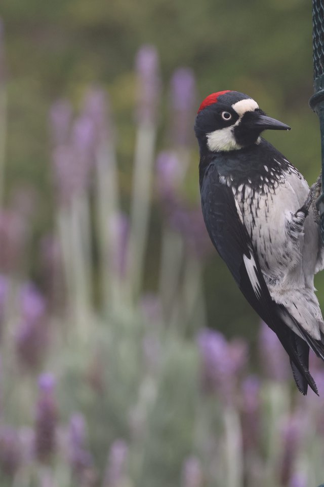 Acorn Woodpecker Portrait in Natural Desert Habitat