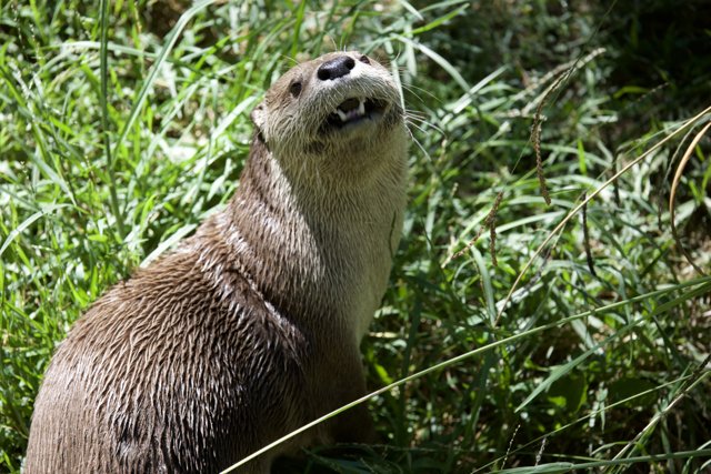 Curious Otter in the Wild