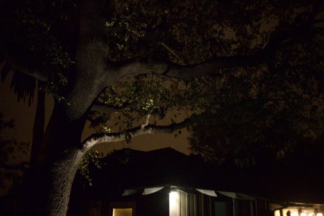Illuminated Tree at Night