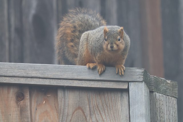 Plump Fox Squirrel Perched on Weathered Wooden Fence