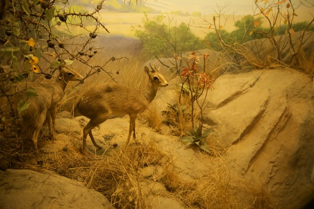 Eternal Grace: An Antelope Display at the Academy of Sciences
