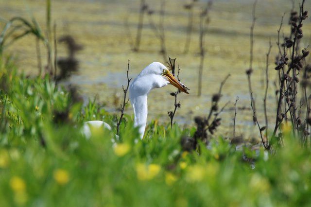 Great Egret Catches Dragonfly at Wetland Edge