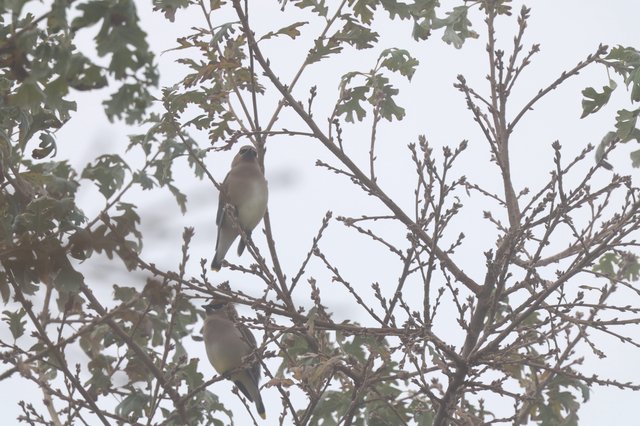 Cedar Waxwings Perched in Winter Oak Branches