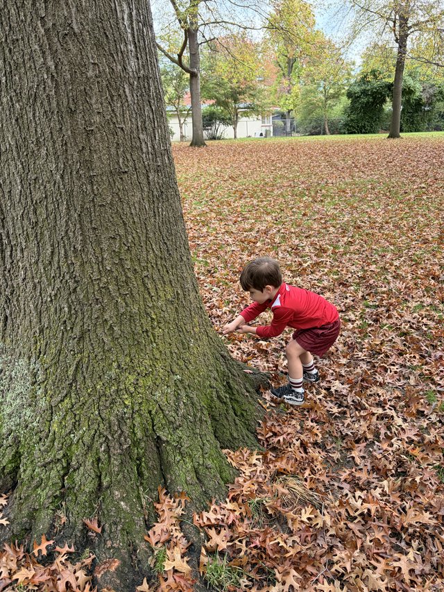 Child Exploring Ancient Oak Tree in Autumn Park