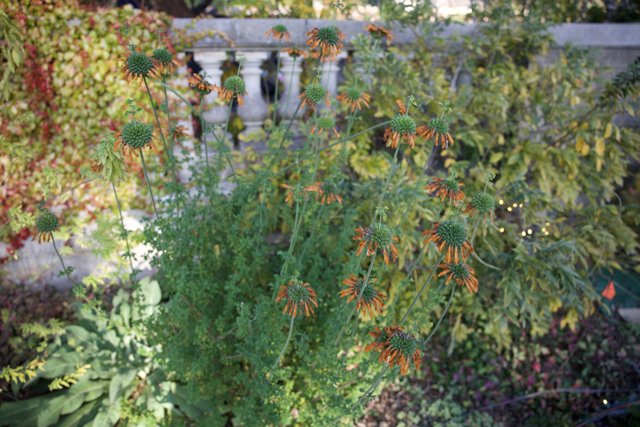 Enchanting Herbs of Thistlewyck