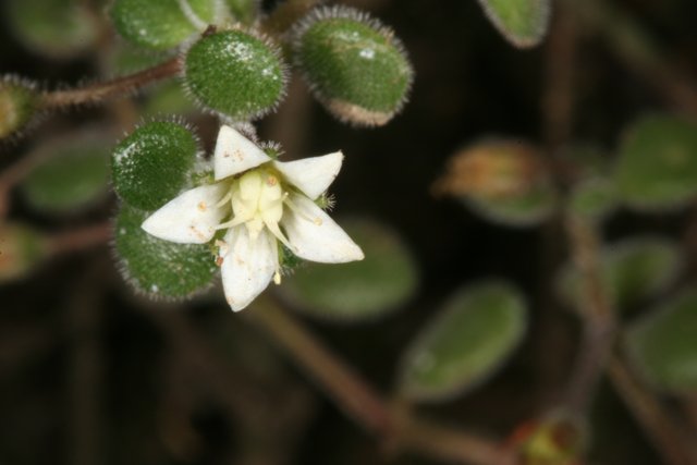 Delicate Geranium Bloom