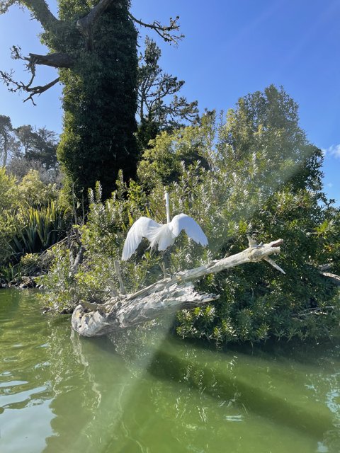 Majestic White Bird at Stow Lake