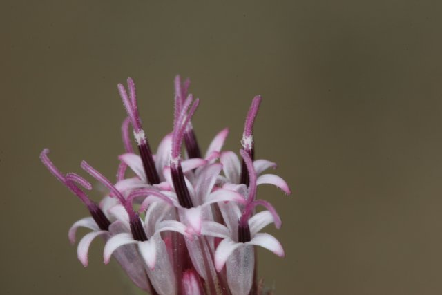 Purple Geranium Flower Close Up