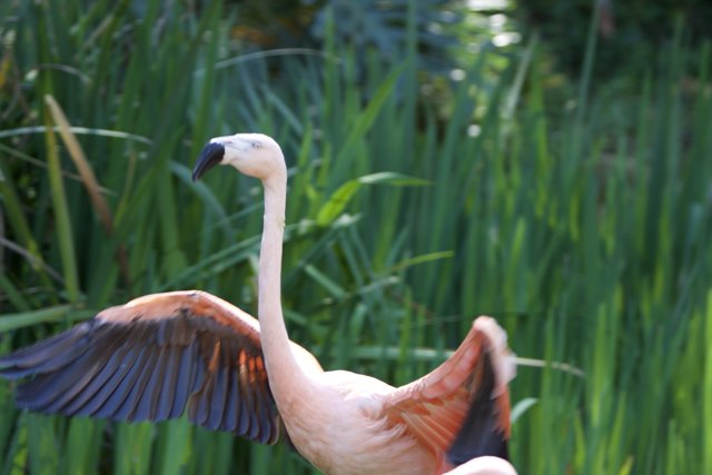 Graceful Flamingo in the Wild