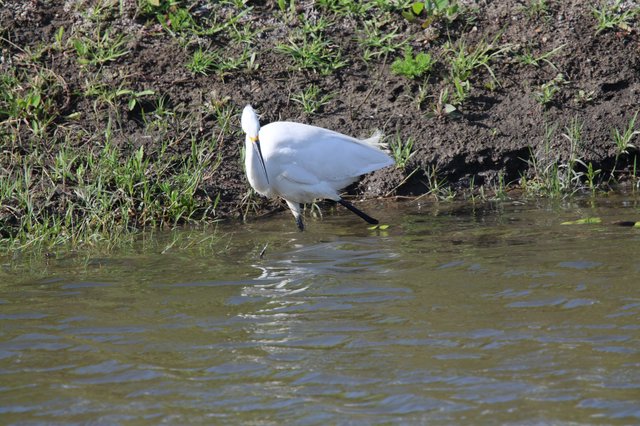 Snowy Egret Foraging at Water's Edge