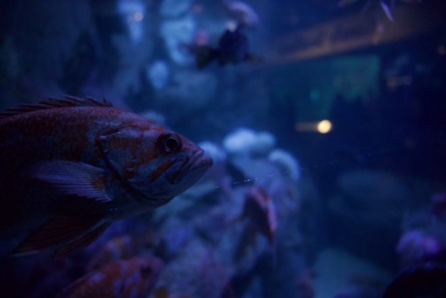 A Magical Encounter at Monterey Bay Aquarium in 2023