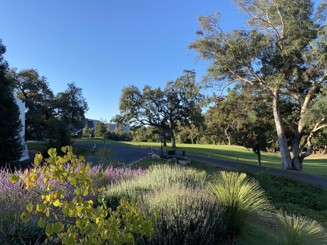 Scenic View of Golf Course and Trees at Ojai Valley Inn