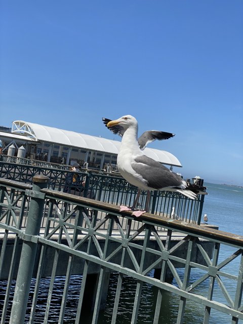 Seagull on Handrail at Ferry Building