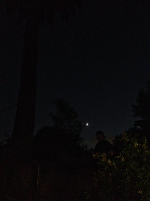 Moonlit Tree in Altadena
