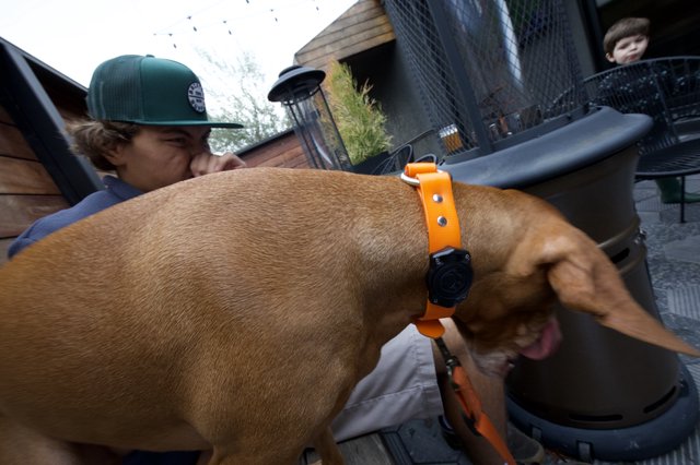 Close-Up Encounter with a Brown Dog Outdoors