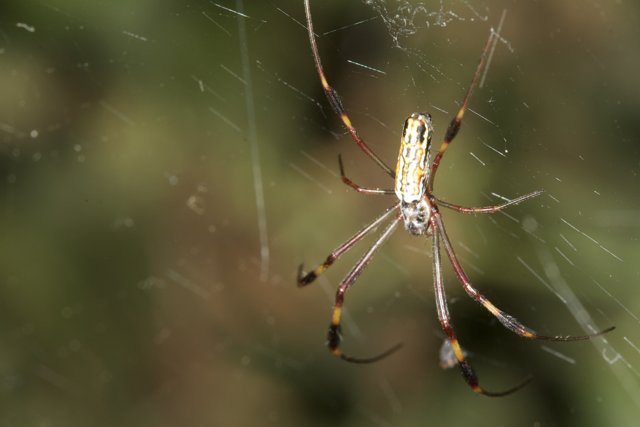 Garden Spider with Long Legs
