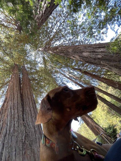 Canine Wonder at the Mighty Redwood