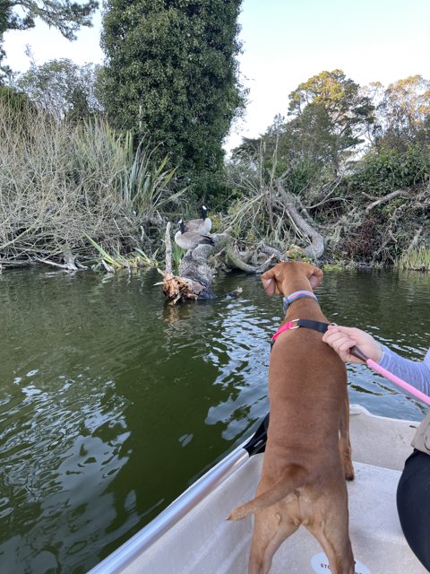 Canine on the Stow Lake Boat