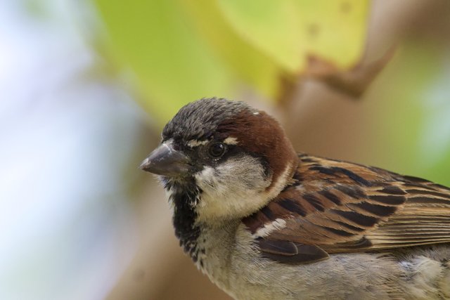 Majestic Moment with a House Sparrow