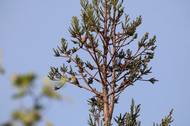 Cedar Waxwings Perched in Evergreen at Dusk