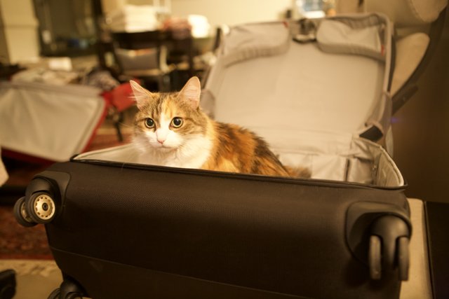 Suitcase Snuggles