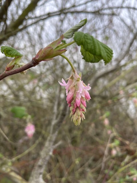 Pink Blossom on a Branch