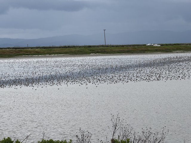 Symphony of Wings Over San Pablo Bay