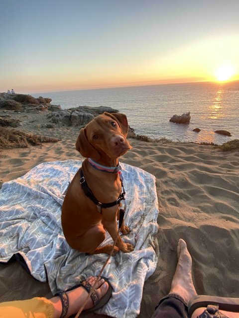Beach Sunset with Man's Best Friend