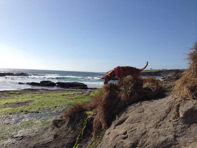 Canine on the Promontory