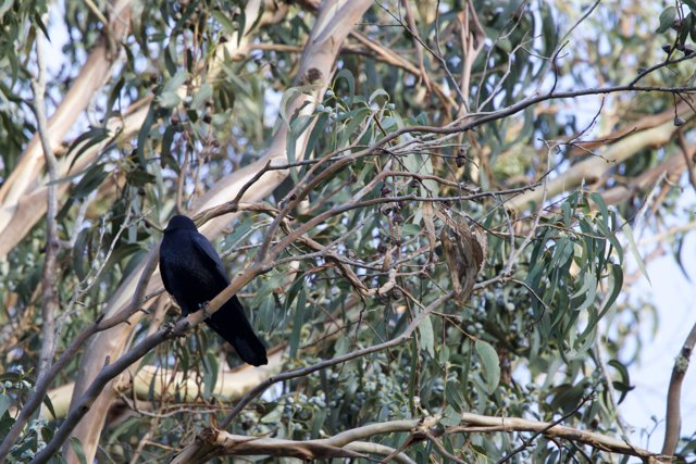 The Solitary Blackbird of Fort Mason