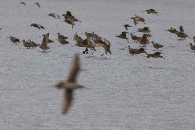 Flight Over San Pablo Bay