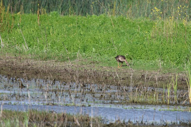 Common Gallinule Foraging in Flooded Wetland Habitat