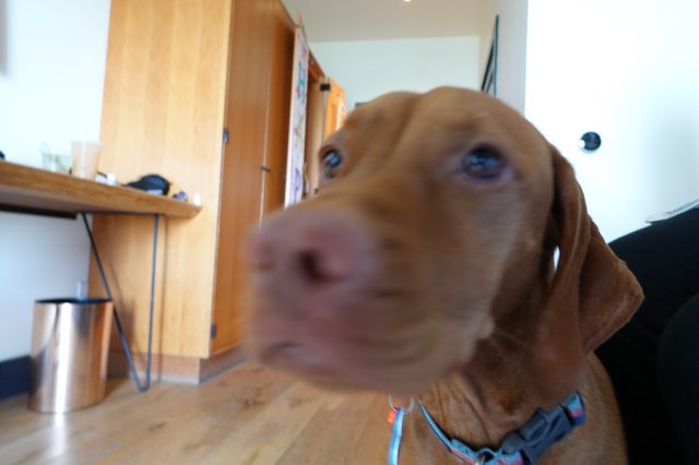 Curious Golden Labrador Close-Up Portrait