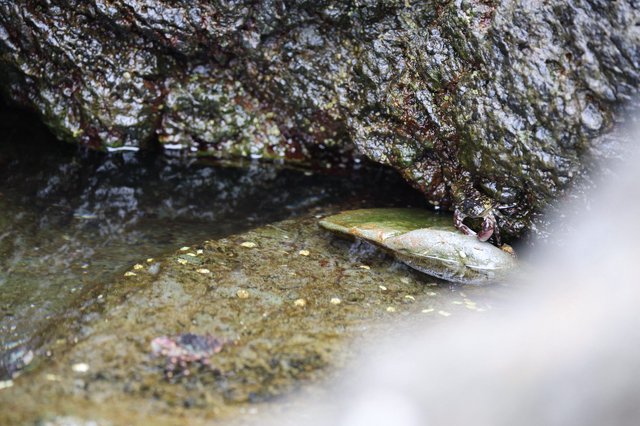 Crab Feeding on Mussel in Rocky Tide Pool