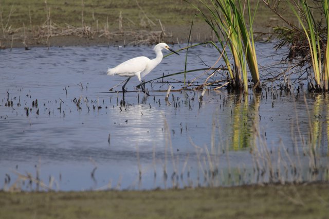 Snowy Egret Wading in Flooded Wetland Habitat