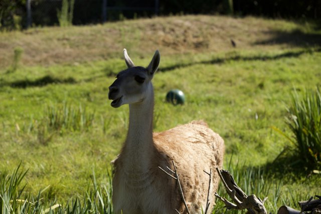 The Lone Llama of San Francisco Zoo