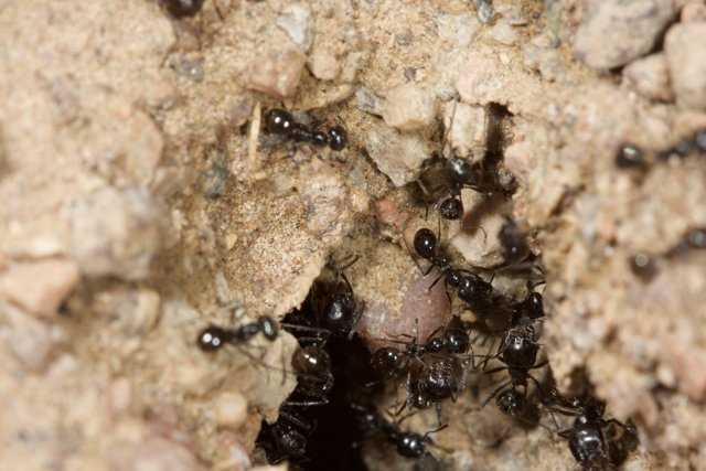 Busy Ants on the Move