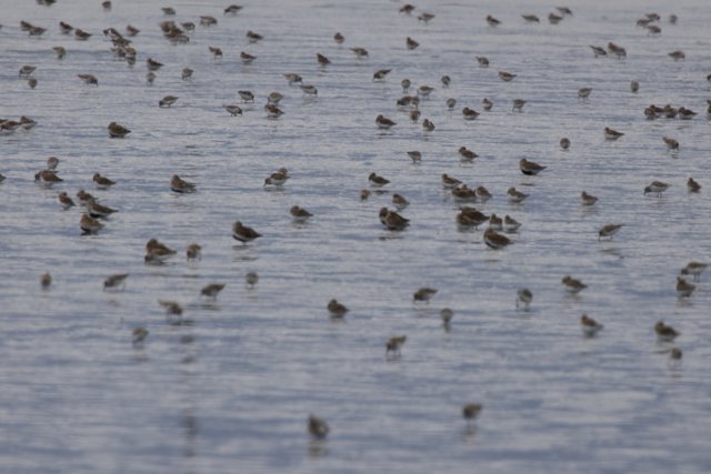 A Dance of Wings Over San Pablo Bay