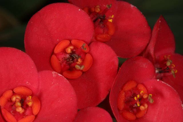 Red Geraniums in Full Bloom