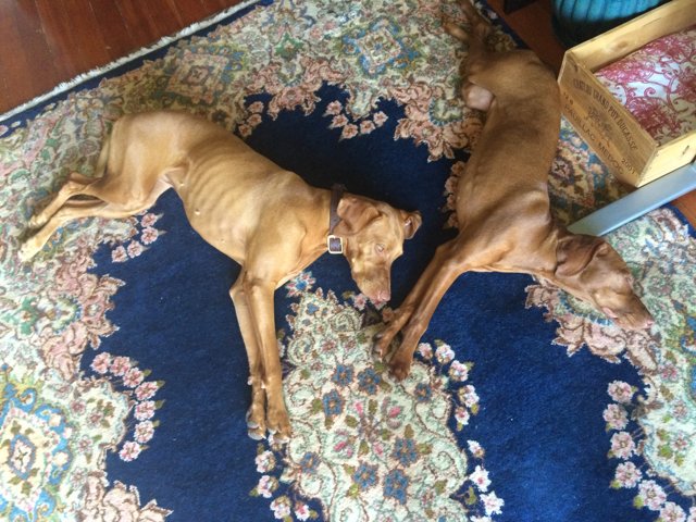 Two Canine Companions on a Cozy Rug