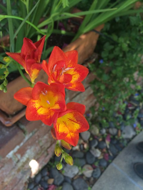 Vibrant Orange Flowers in Altadena