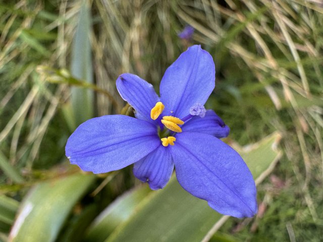 Vibrant Encounter: April's Irises in Bloom