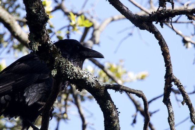 Common Raven Perched in Lichen-Covered Oak Tree