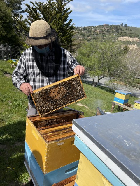 Beekeeper and His Buzzing Bees