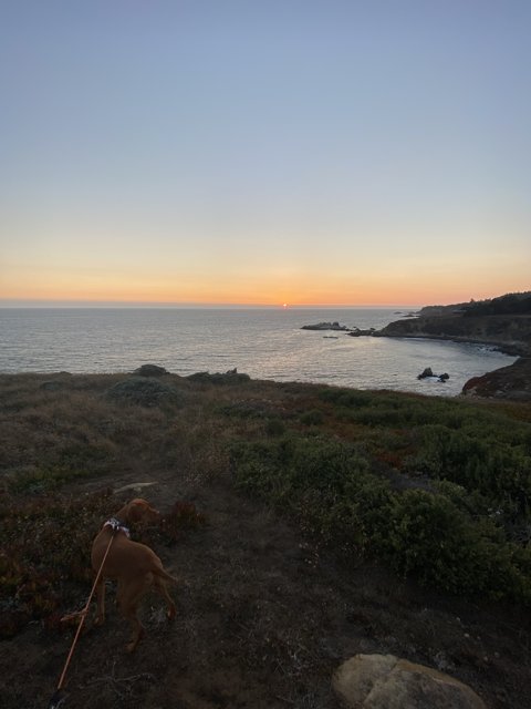 Overlooking the Ocean with Man's Best Friend