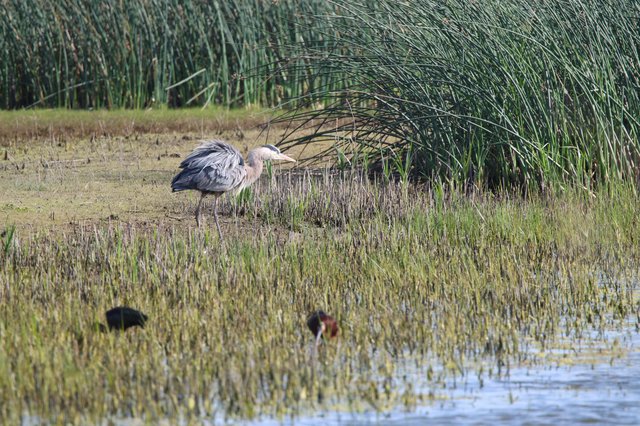 Great Blue Heron Hunting in Wetland Marsh