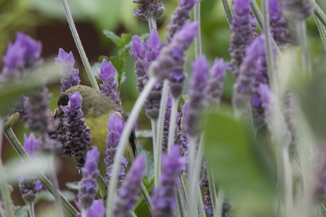 Lavender Kingdom